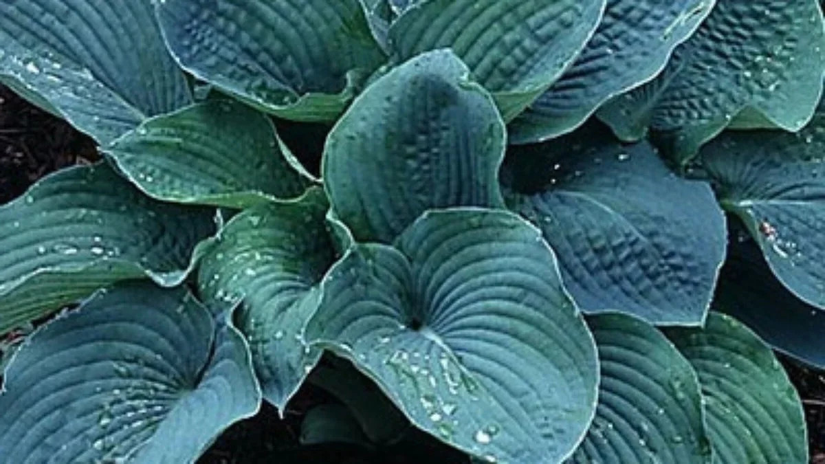 Funkia Siebolda