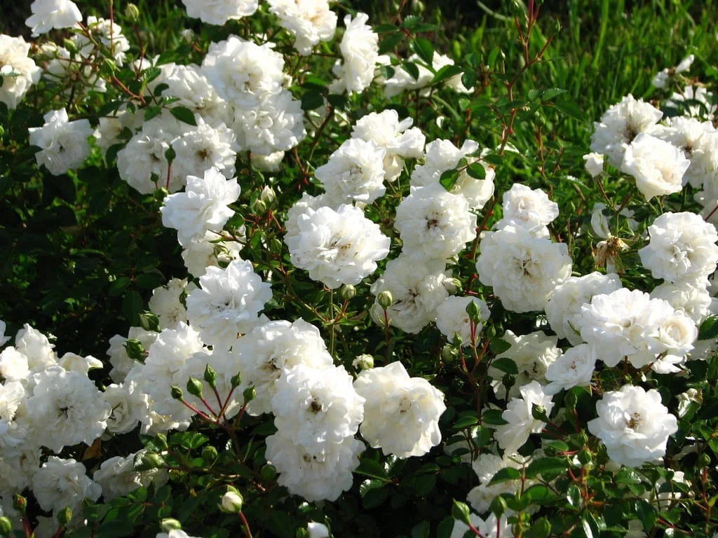 Róża 'Sea Foam'