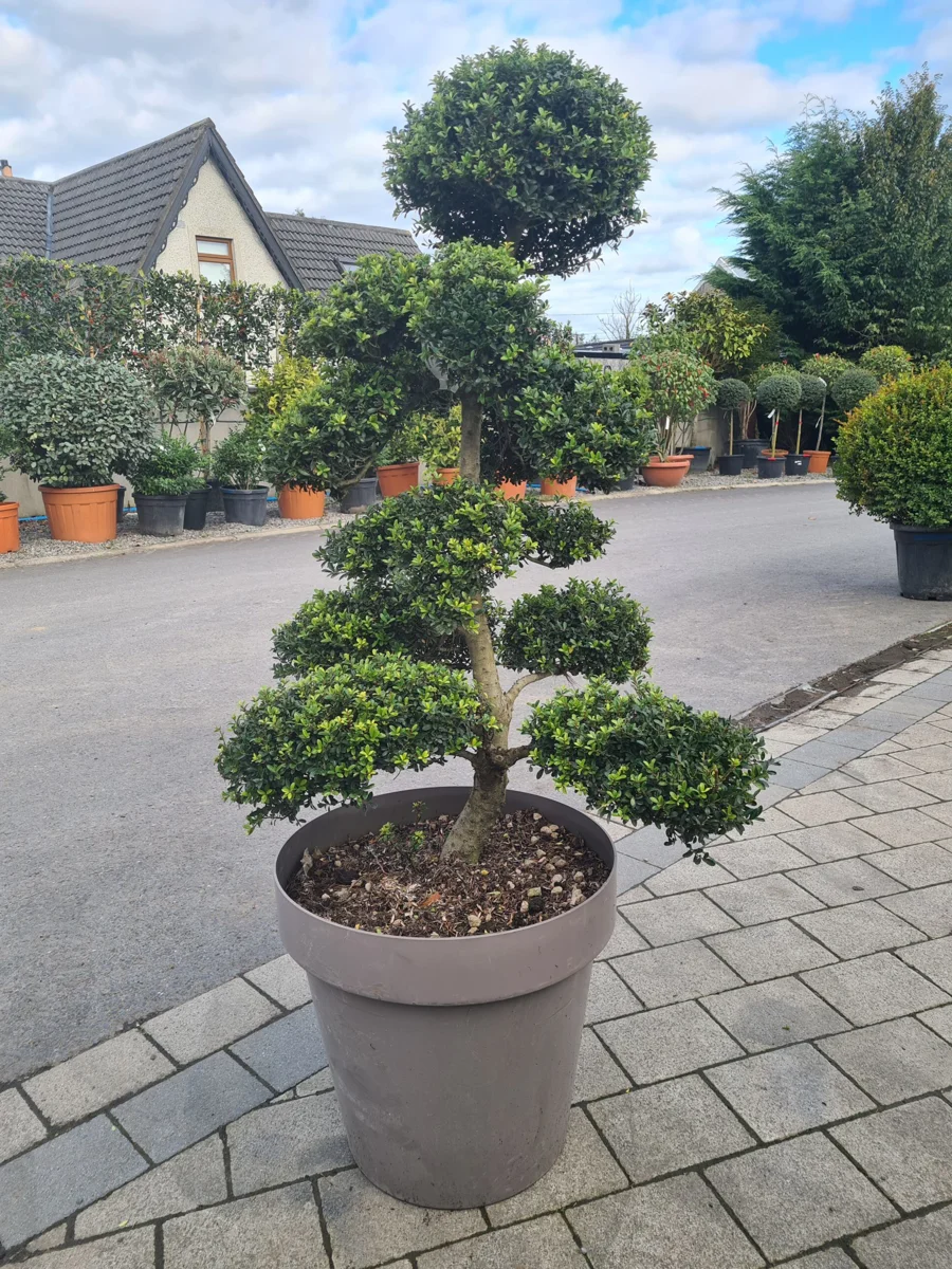 Ostrokrzew karbowanolistny Bonsai