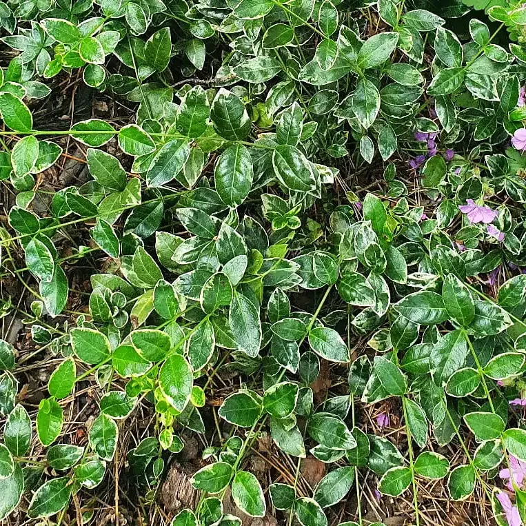 Barwinek pospolity Argenteovariegata