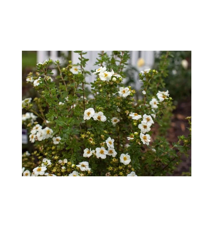 Pięciornik krzewiasty Bella Bianca
