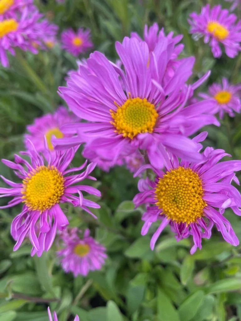 Aster alpejski 'Happy End'