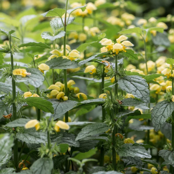 Jasnota gajowiec 'Florentinum'