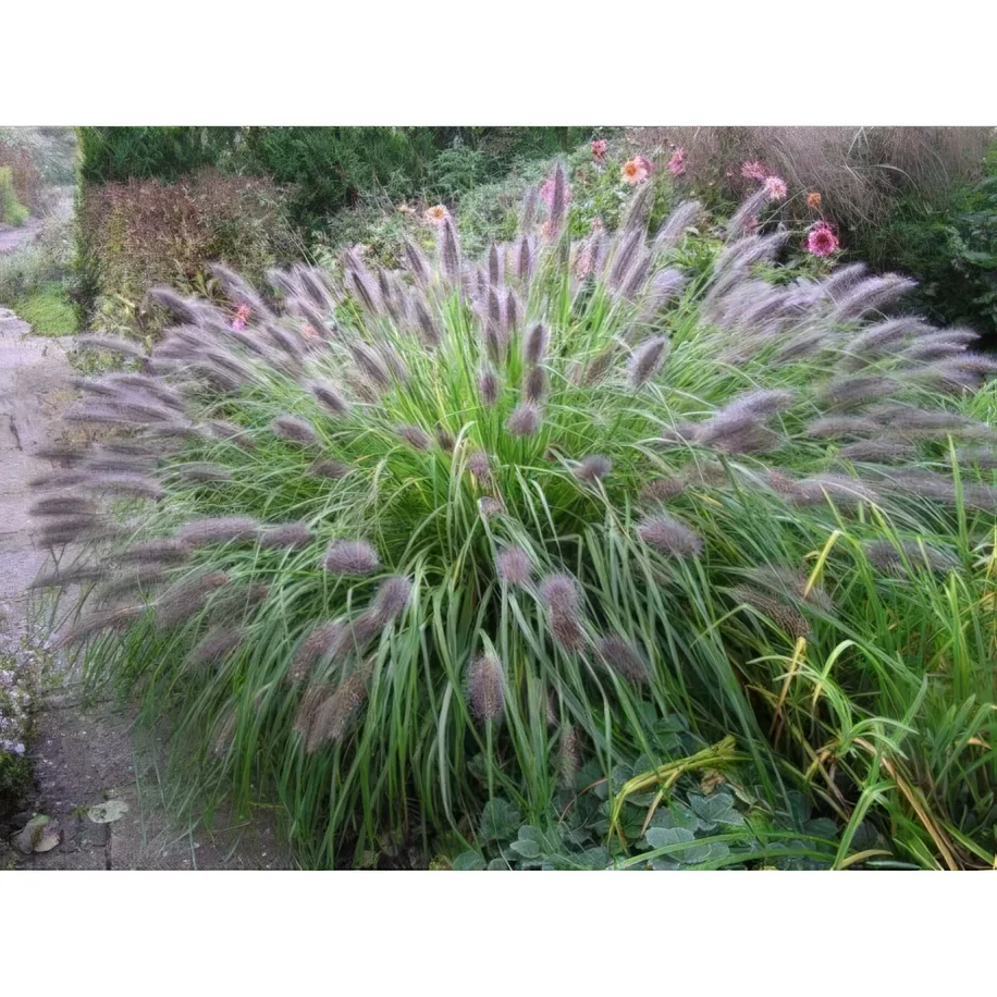 Rozplenica japońska 'Viridescens'