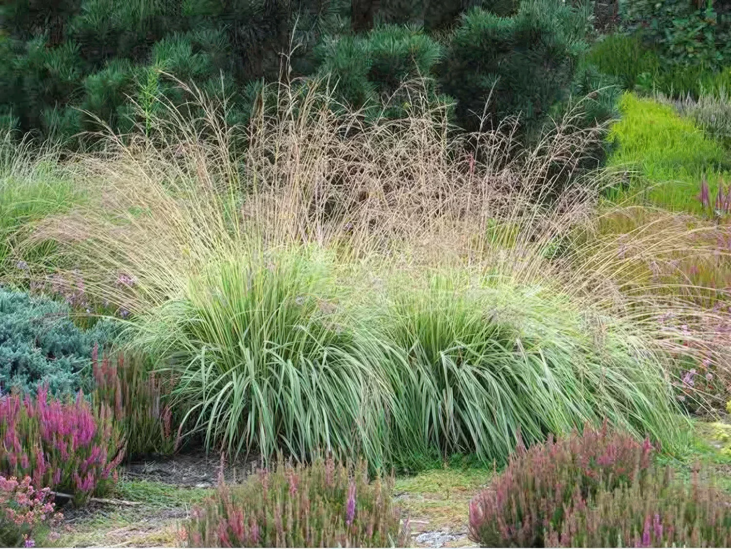 Trzęślica modra 'Variegata'