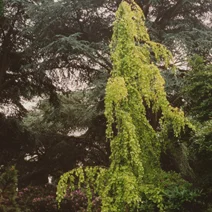 Buk pospolity 'Aurea Pendula'
