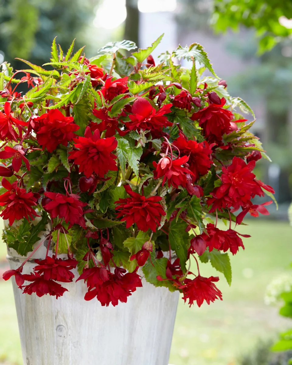 Begonia wisząca