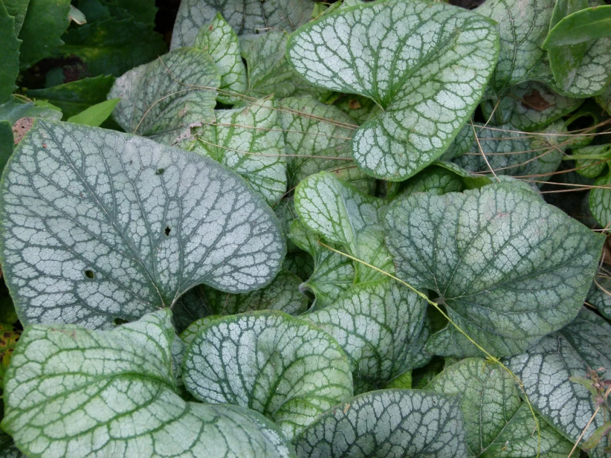 Brunera wielkolistna