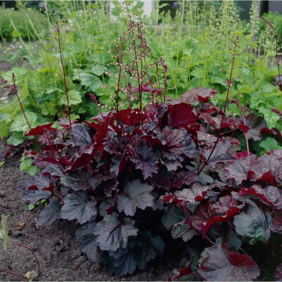 Żurawka 'Palace Purple'