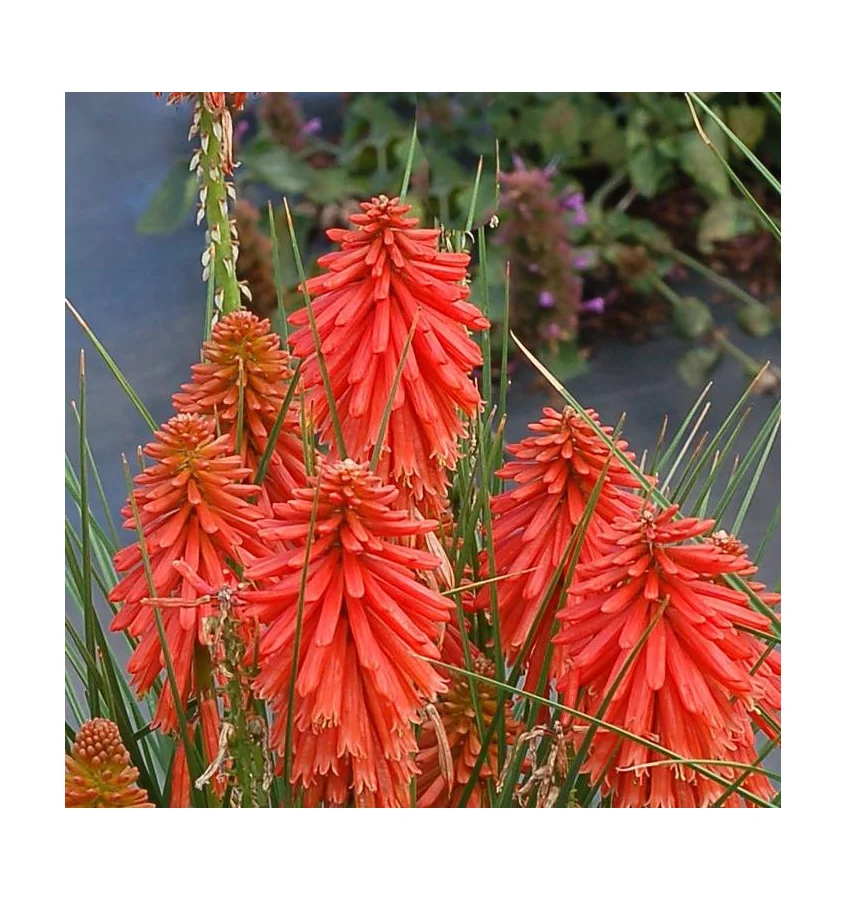 Trytoma 'Poco Red Popsicle'