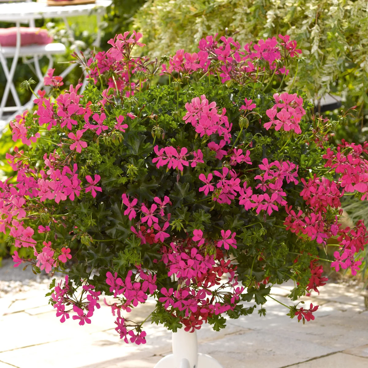 Pelargonia bluszczolistna