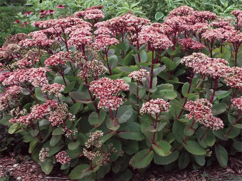 Rozchodnik 'Matrona'