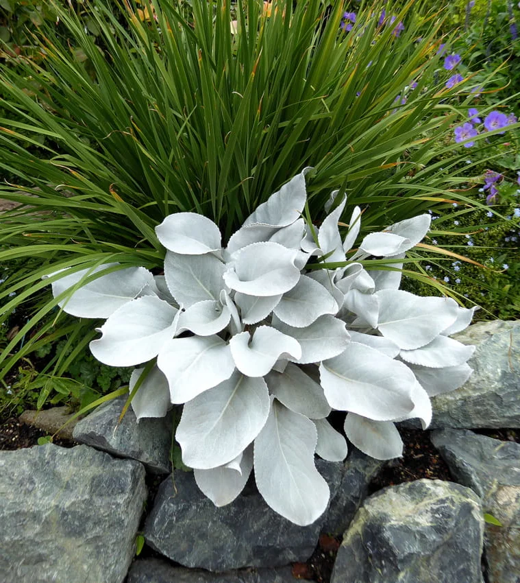 Starzec 'Angel Wings'
