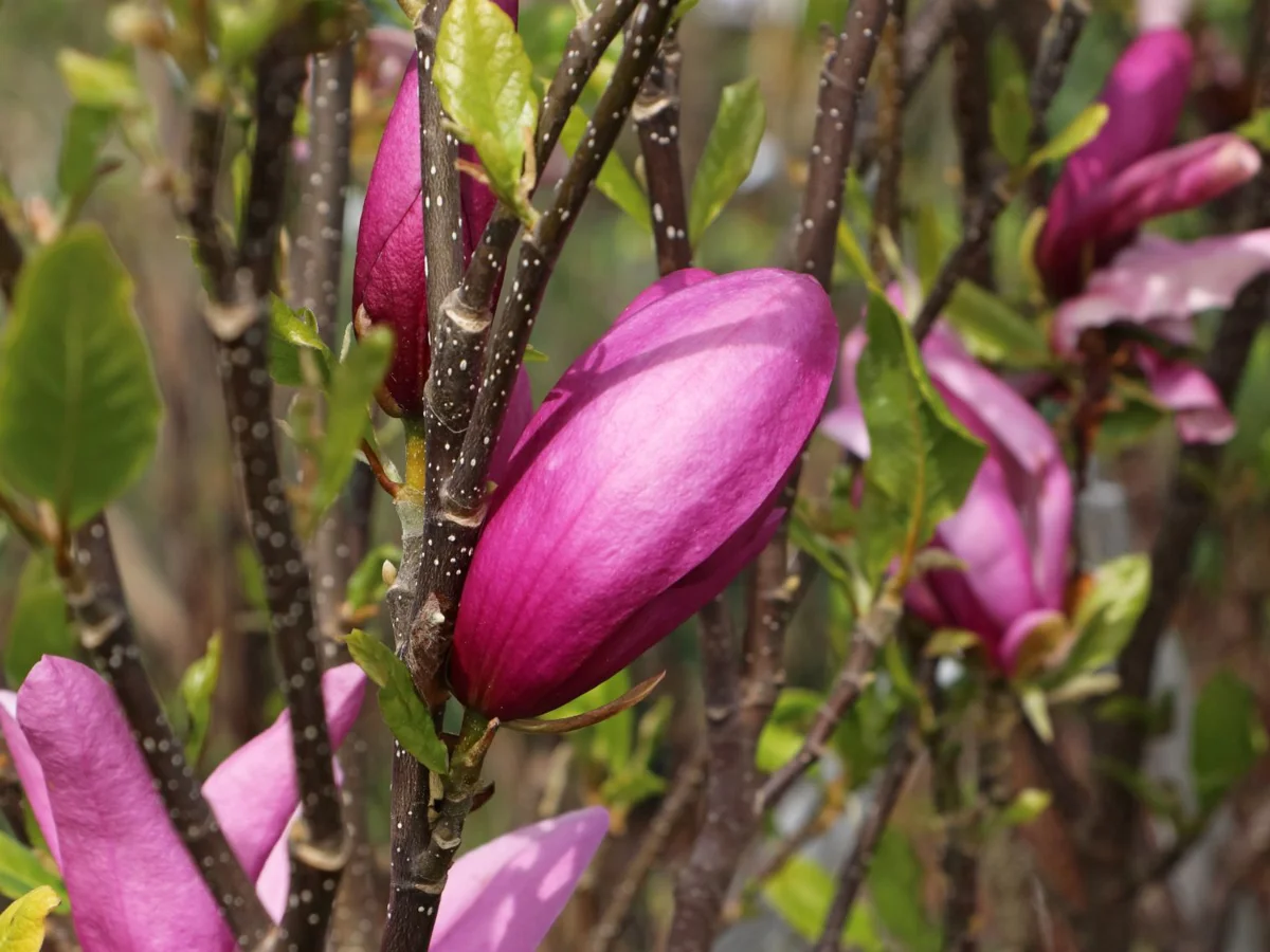 Magnolia