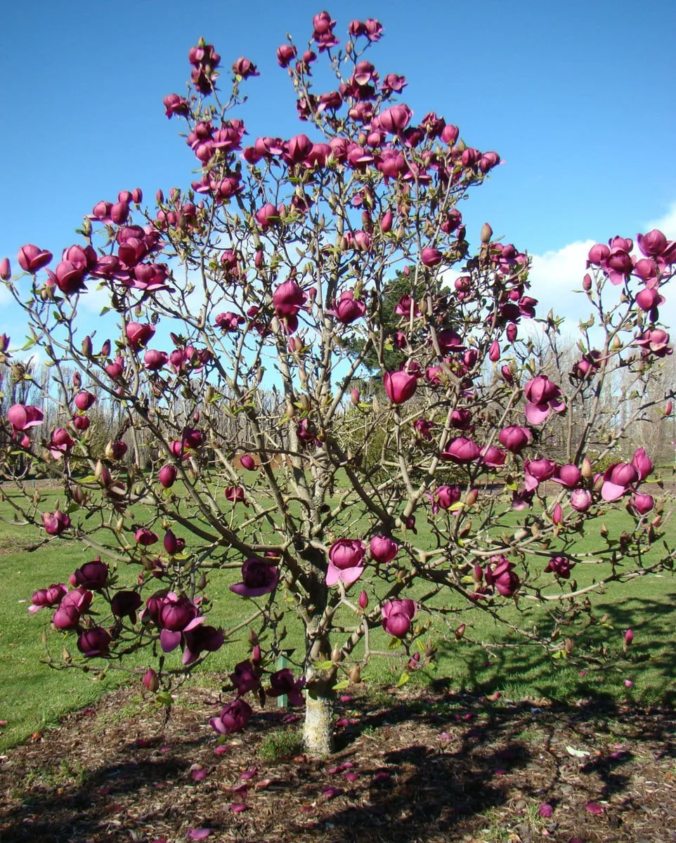 Magnolia 'Black Tulip'