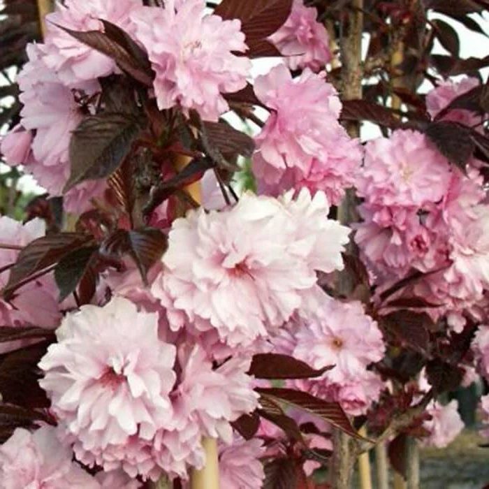 Wiśnia piłkowana Royal Burgundy