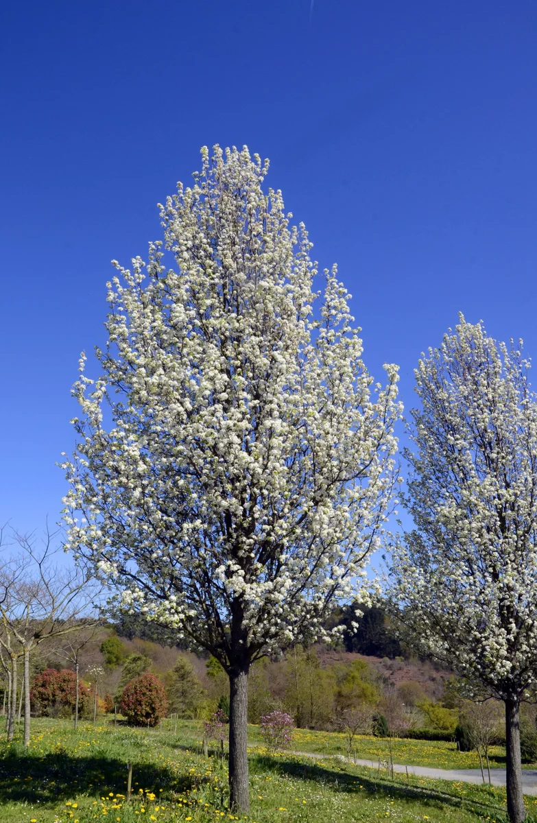 Grusza drobnoowocowa 'Chanticleer'