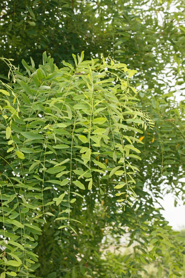 Robinia akacjowa