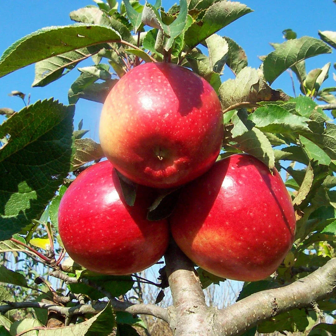 Jabłoń 'Ligol'
