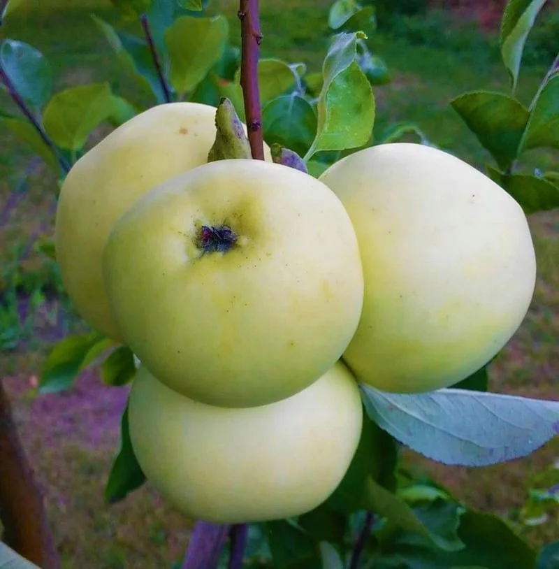Jabłoń Oliwka Żółta (Papierówka)