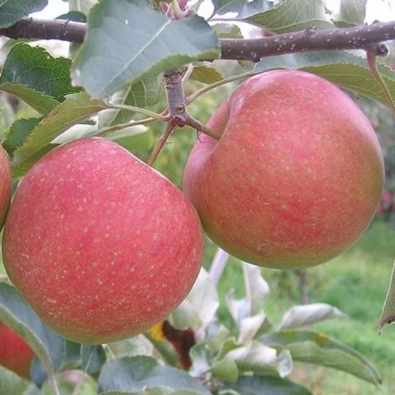 Jabłoń Szampion