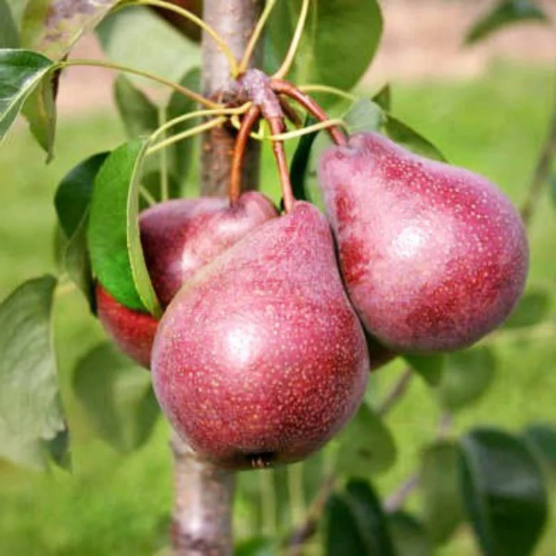 Grusza pospolita 'Red Faworytka'
