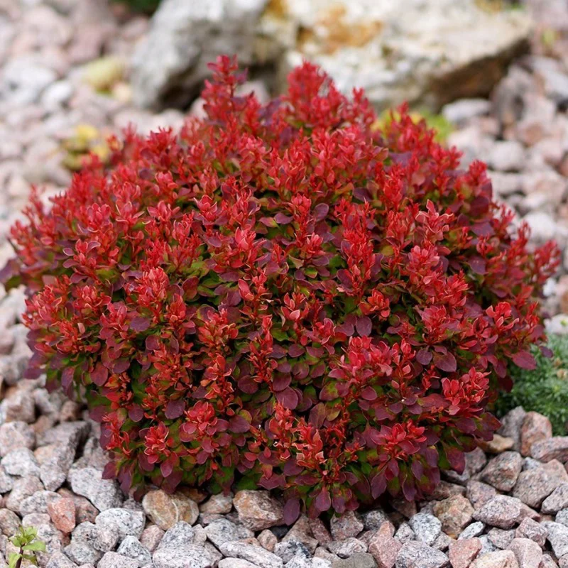 Berberys Thunberga 'Atropurpurea Nana'