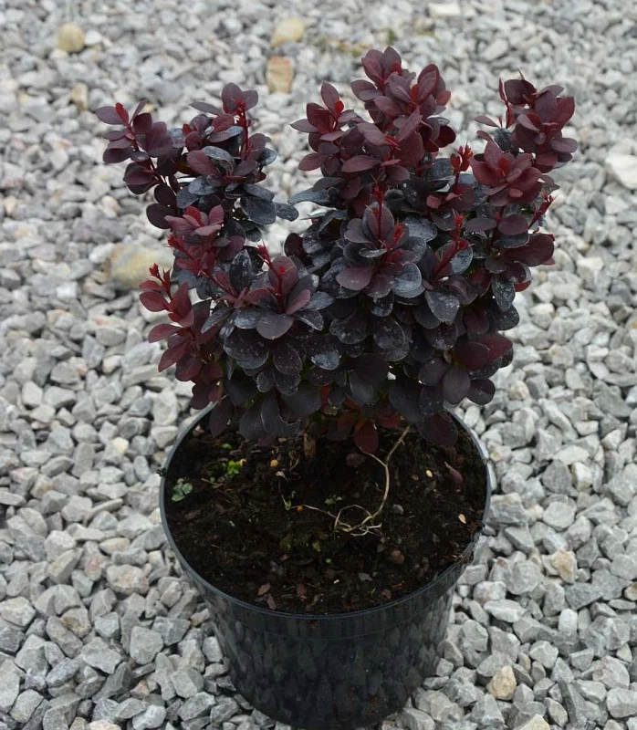 Berberys Thunberga Concorde