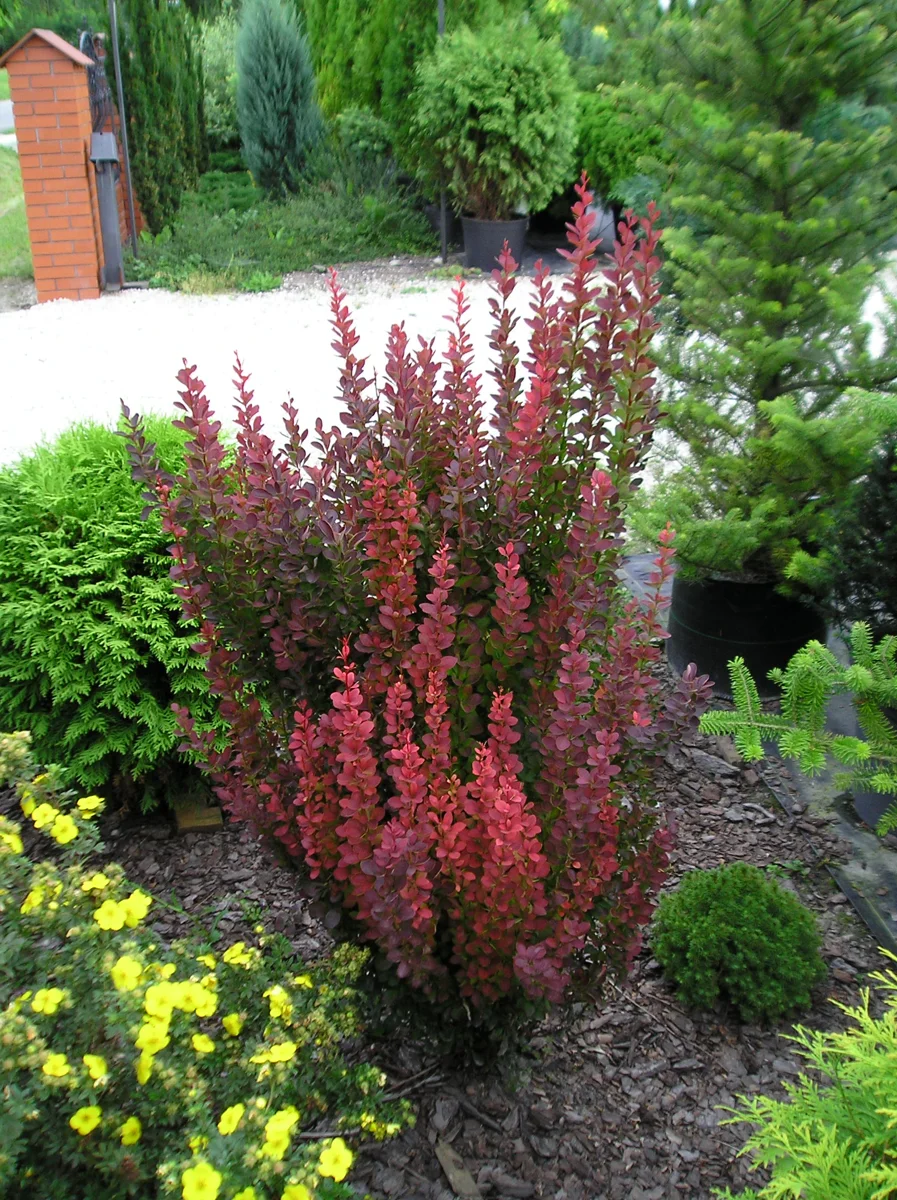 Berberys Thunberga 'Red Pillar'