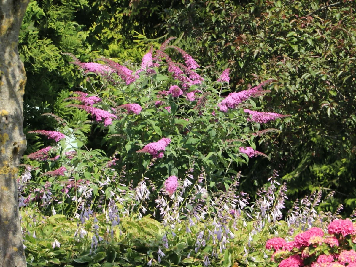 Budleja Dawida Pink Delight