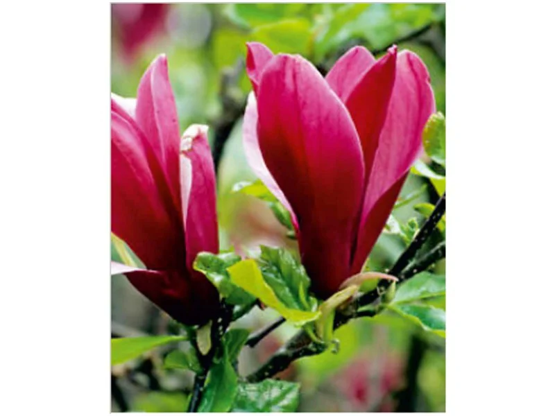 Magnolia Mix