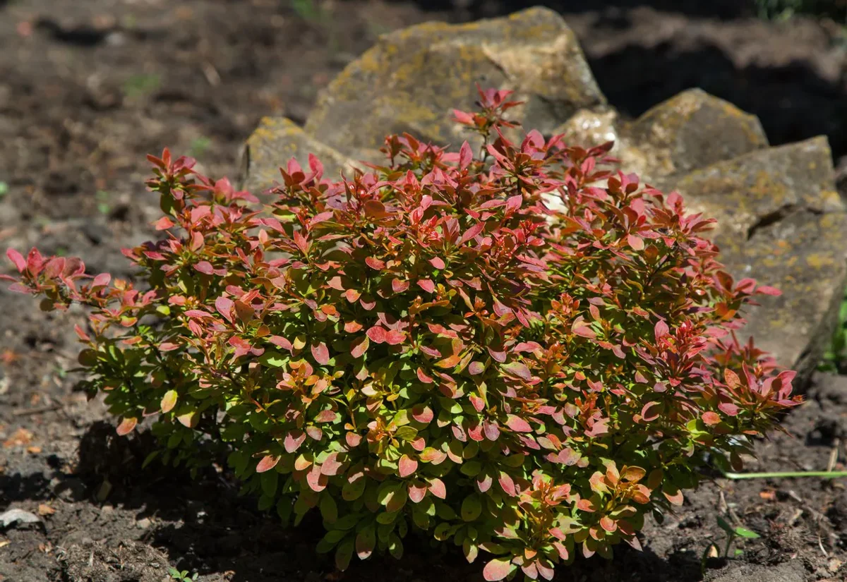 Berberys Thunberga Orange Carpet