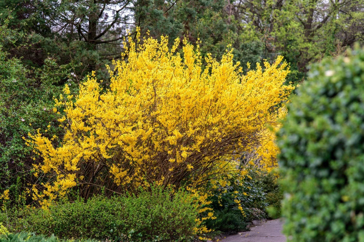 Forsycja pośrednia Goldzauber