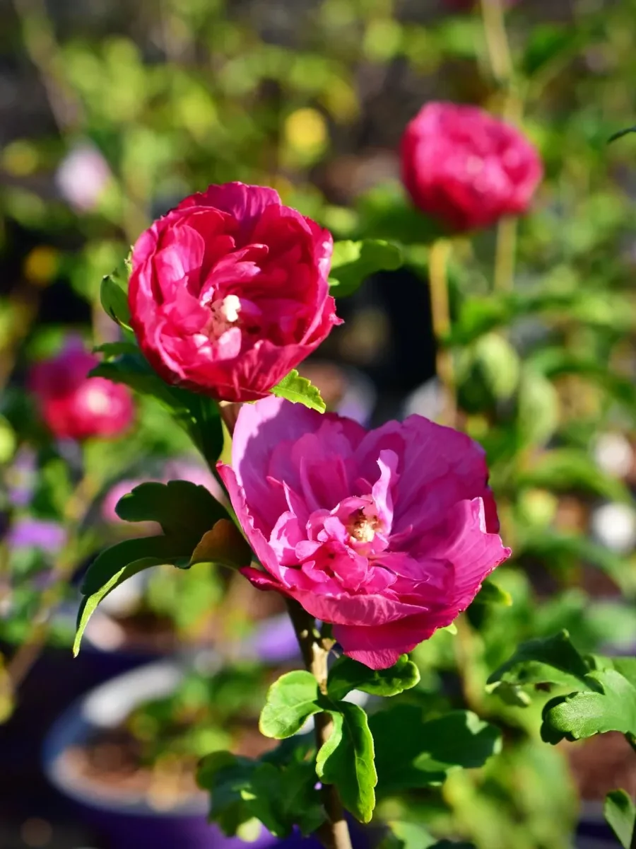 Ketmia syryjska Magenta Chiffon