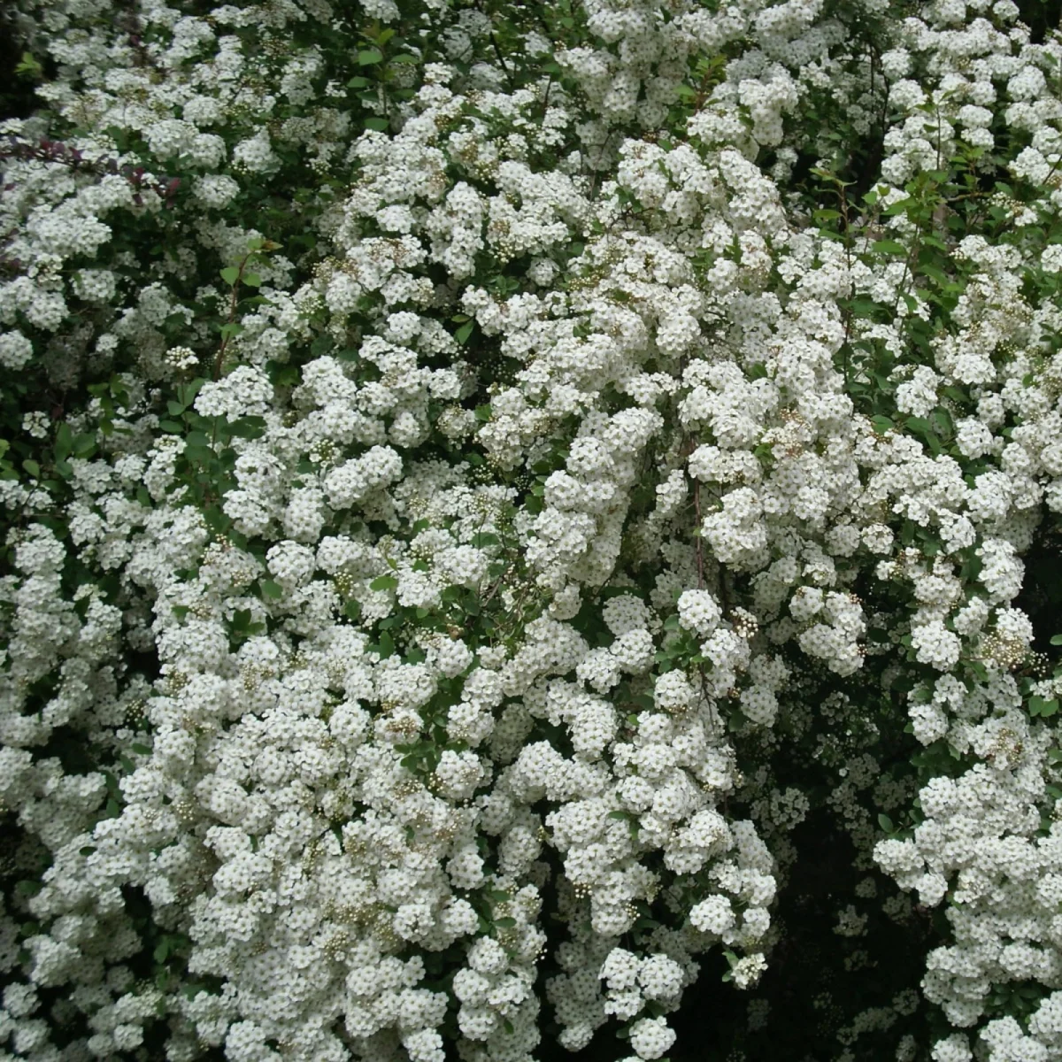 Tawuła