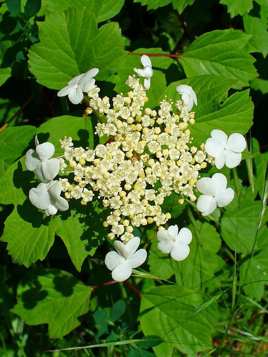 Kalina koralowa 'Xanthocarpum'