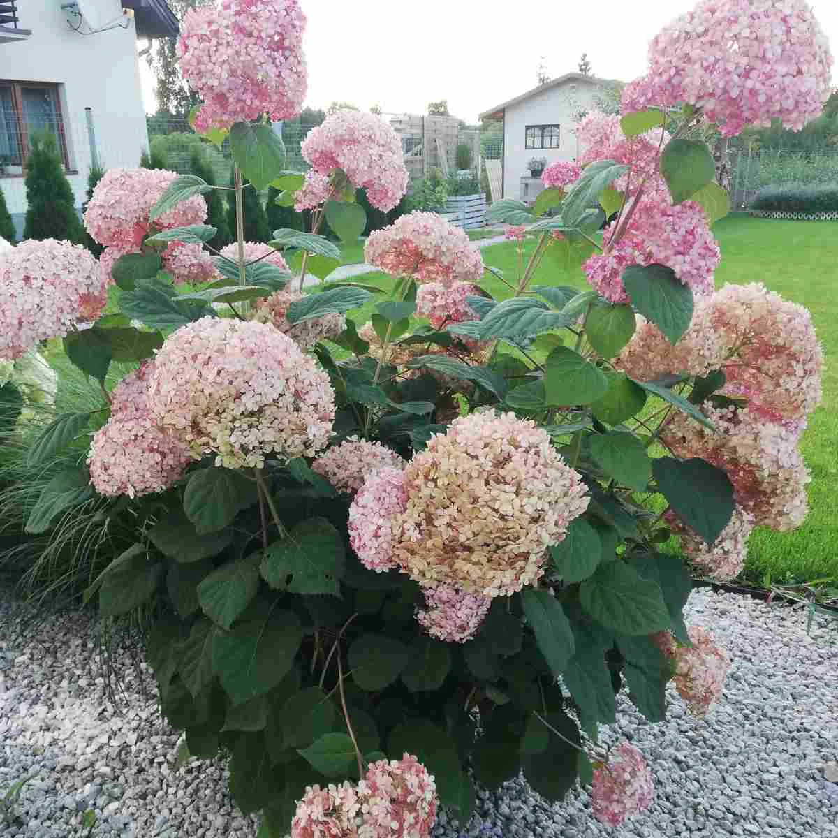 Hortensja drzewiasta 'Candybelle Bubblegum'