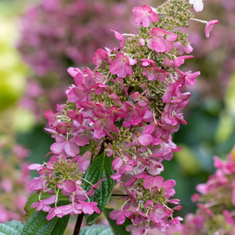 Hortensja bukietowa Pinky Winky
