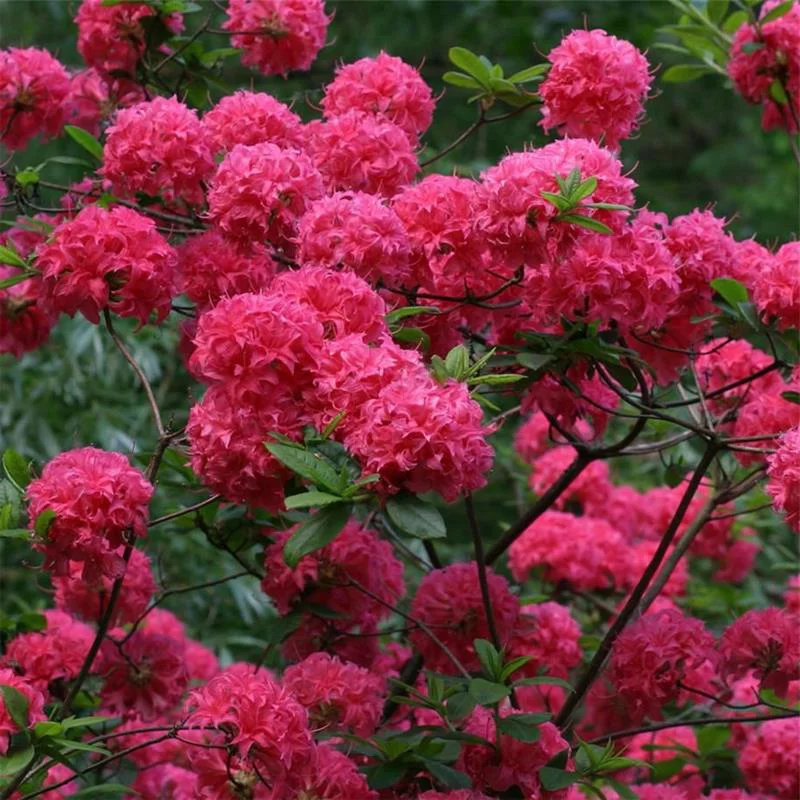 Azalia wielkokwiatowa Homebush