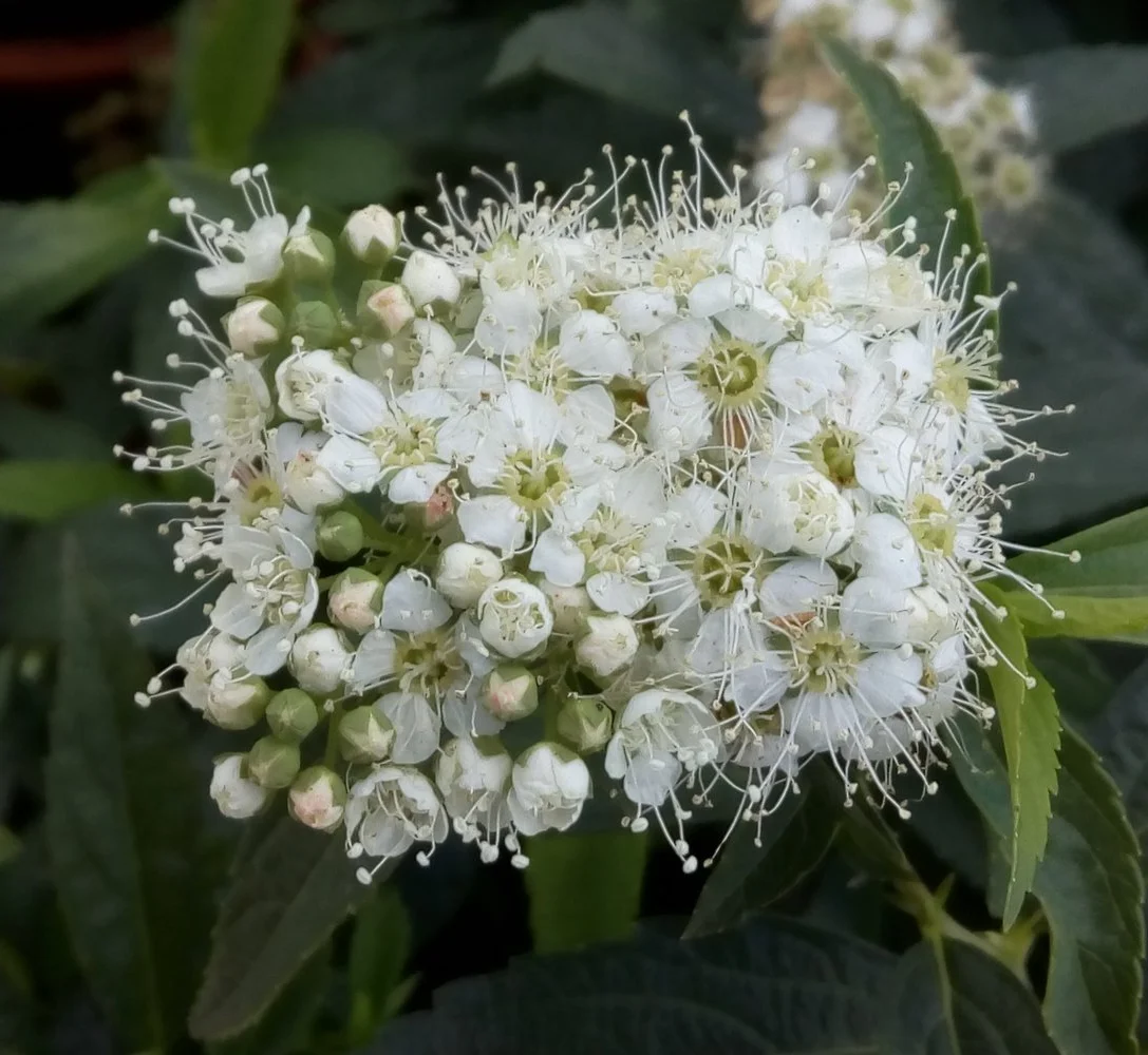 Tawuła japońska Albiflora