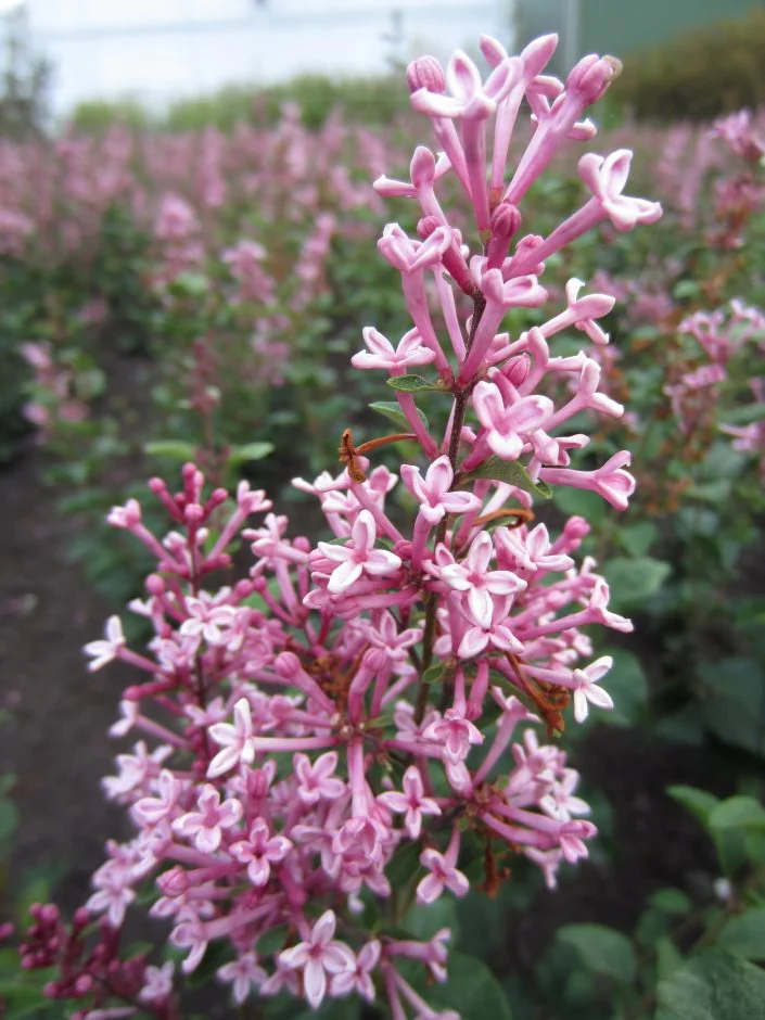 Lilak 'Pink Perfume'