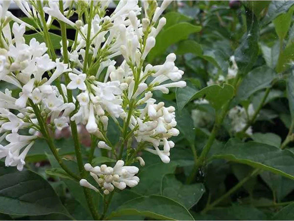 Lilak kanadyjski 'Agnes Smith'