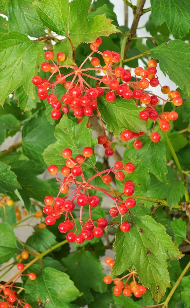 Kalina koralowa 'Compactum'