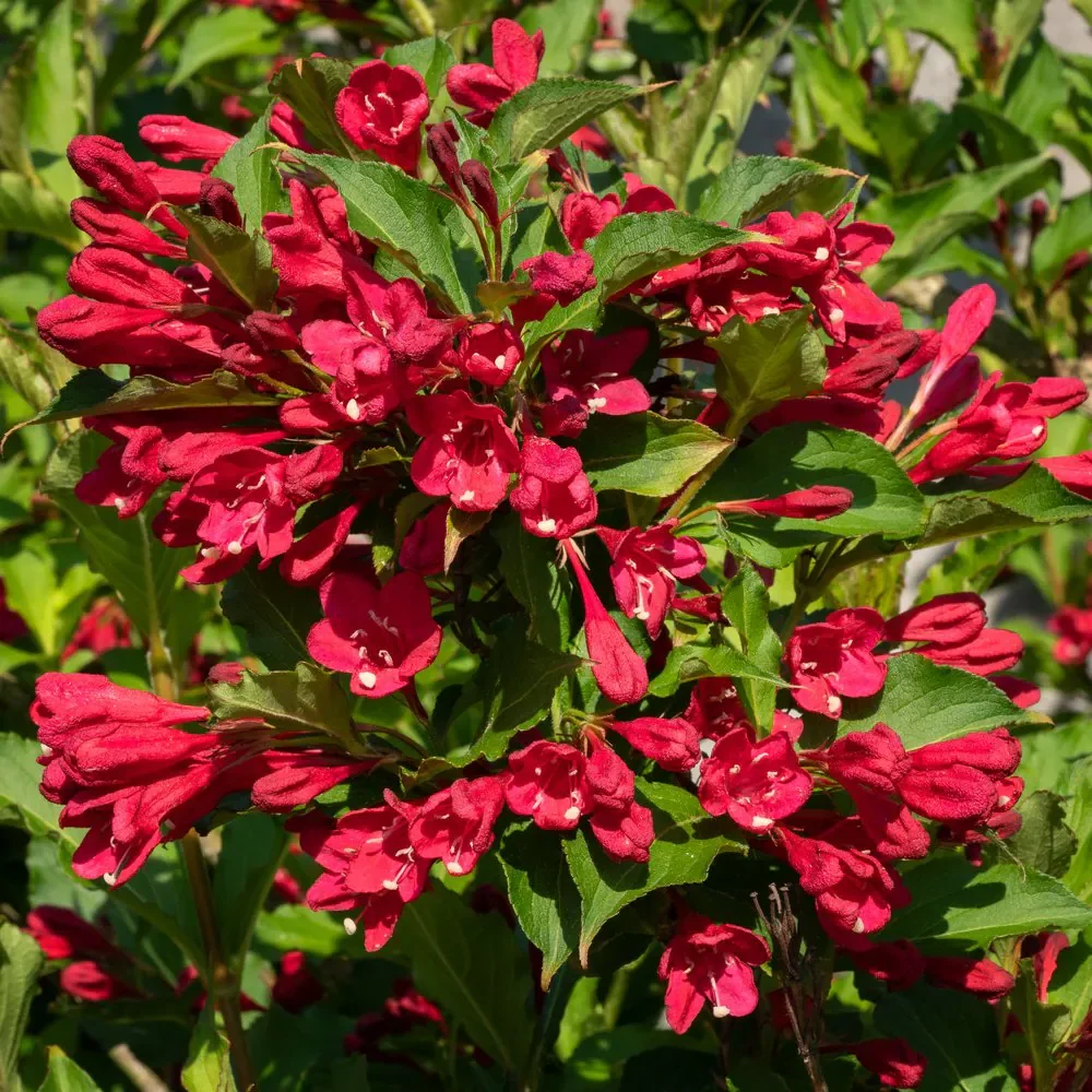 Krzewuszka cudowna 'Red Prince'
