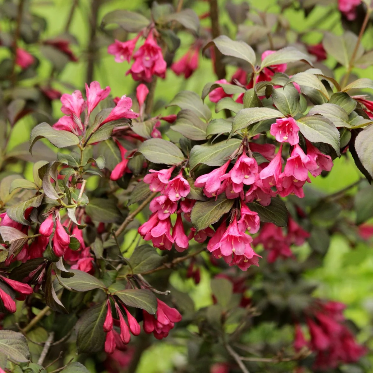 Krzewuszka cudowna 'Victoria'