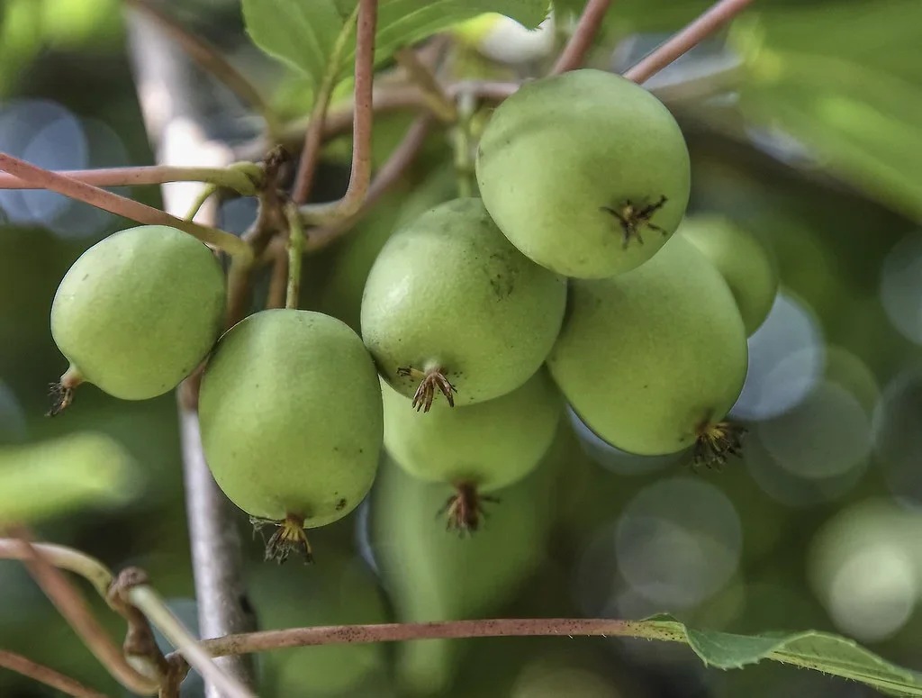 Aktinidia ostrolistna Ananasnaya