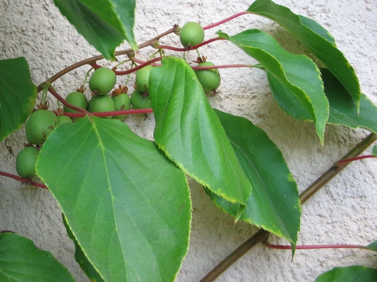 Aktinidia ostrolistna Weiki