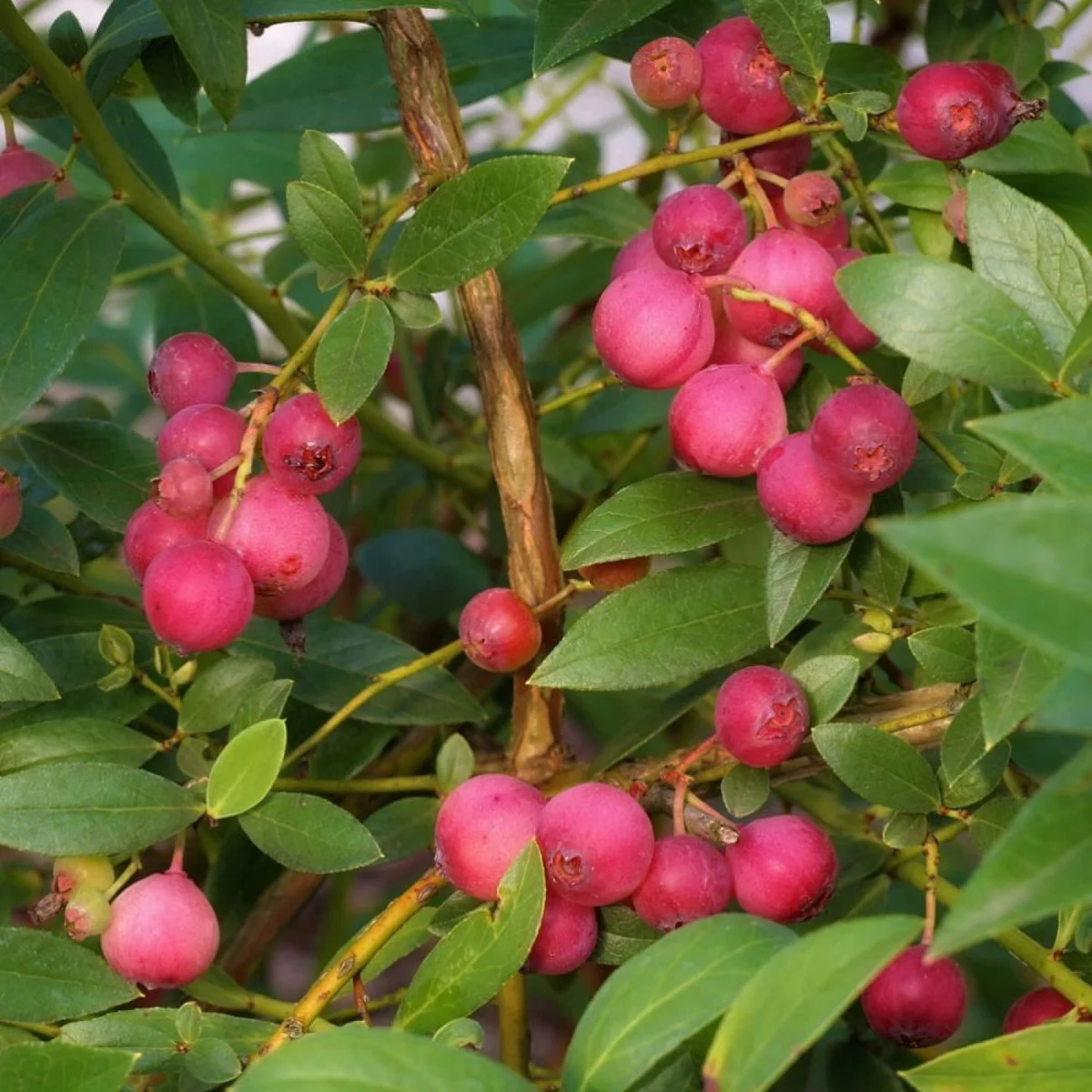 Borówka amerykańska 'Pink Blueberry'