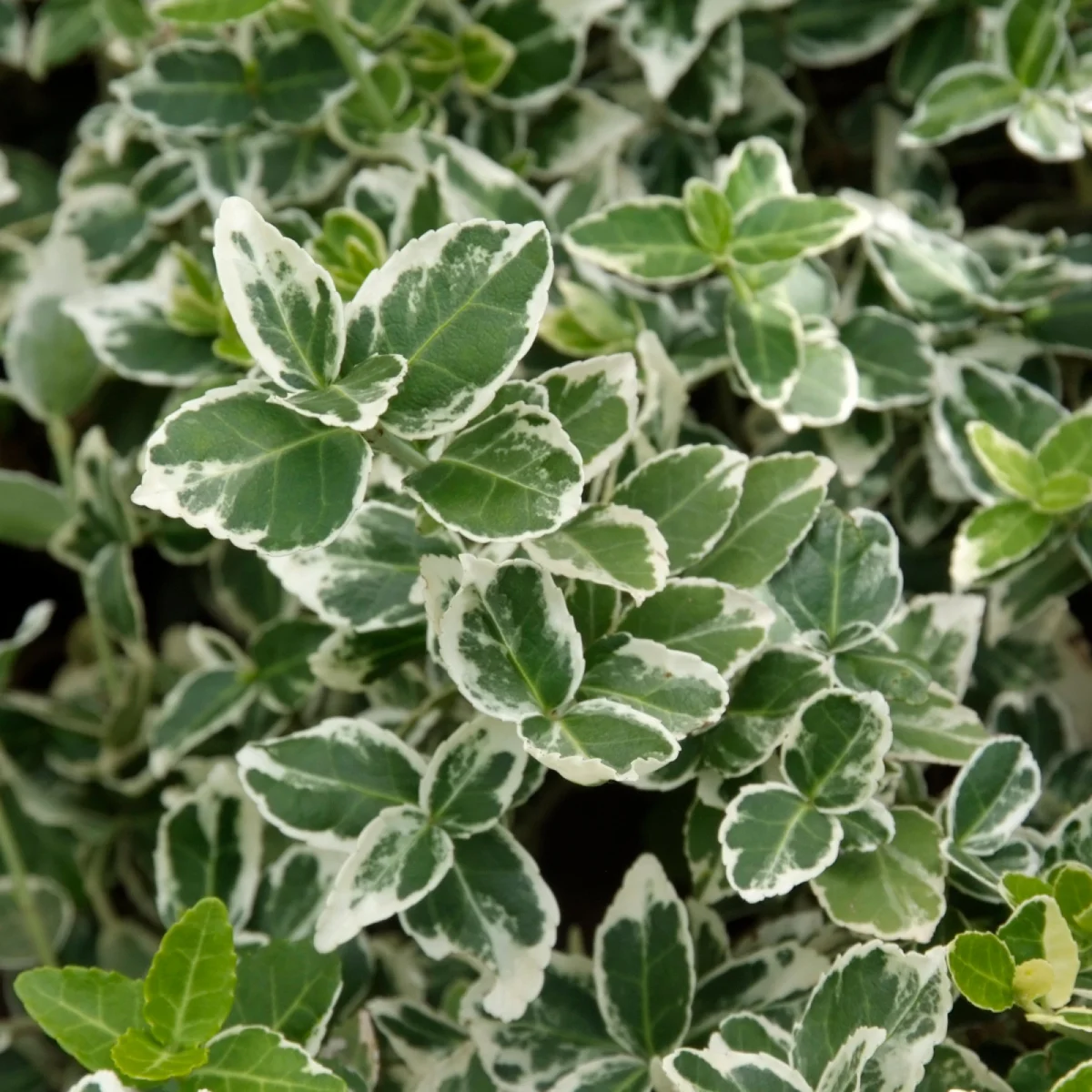 Trzmielina Fortune'a