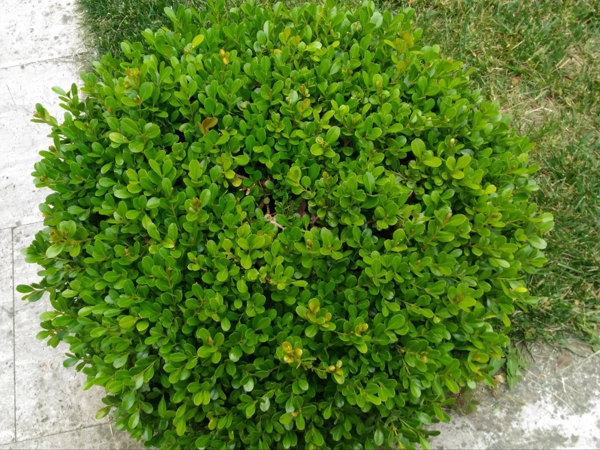 Ostrokrzew karbowanolistny Kula